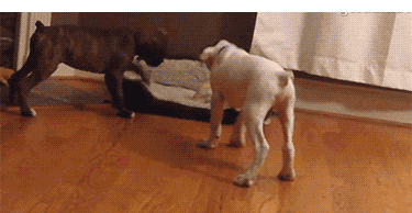 同时养好几只狗狗是一种怎样的体验？你太天真了