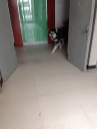 同时养好几只狗狗是一种怎样的体验？你太天真了