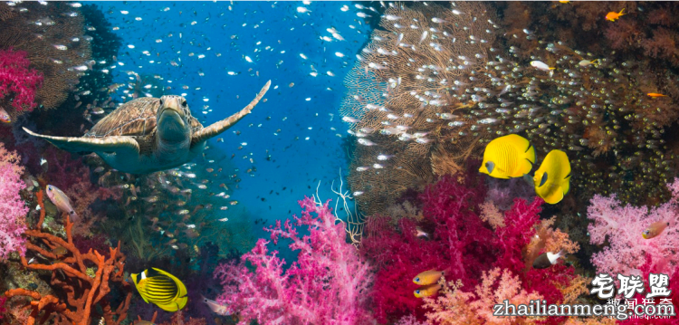 世界上最多彩的动物，看到最后的毛毛虫我炸了