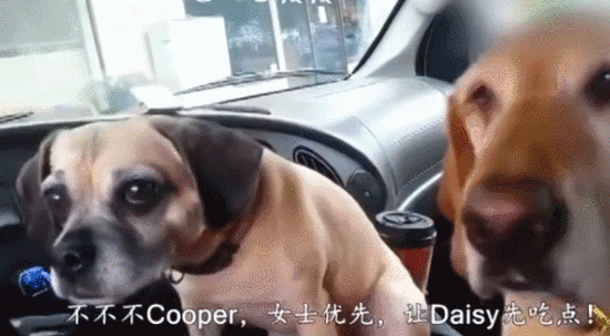 两只汪一起吃冰淇淋，结果…大金毛你太坏啦！