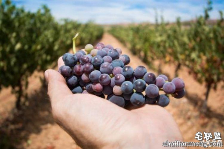 【真相帝】为什么“82年”的拉菲才是最好的？