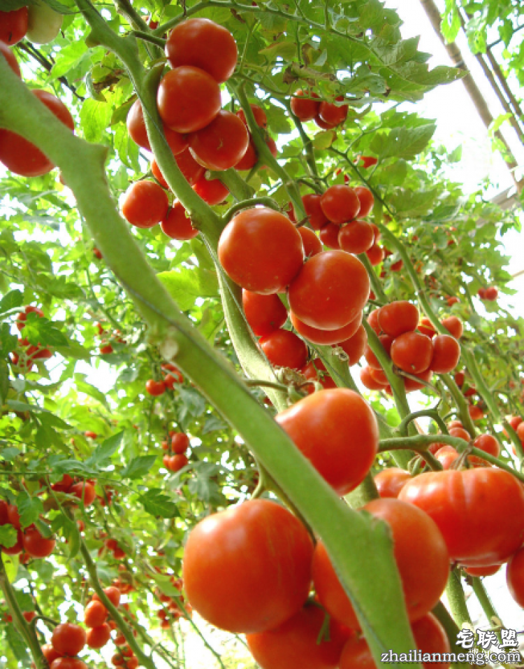 西红柿到底是蔬菜还是水果呢？