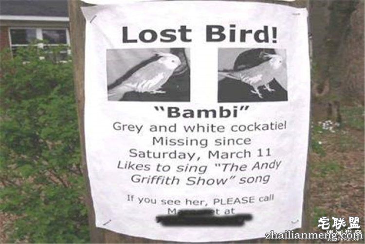 这些外国人太会玩，连找宠物的方式都这么奇特