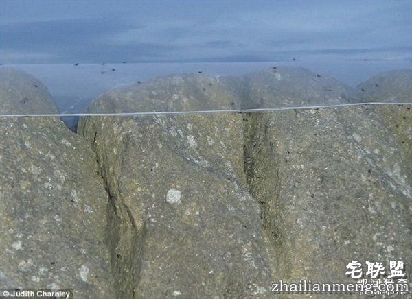 英国绵羊农场被上万蜘蛛入侵：变“盘丝洞”