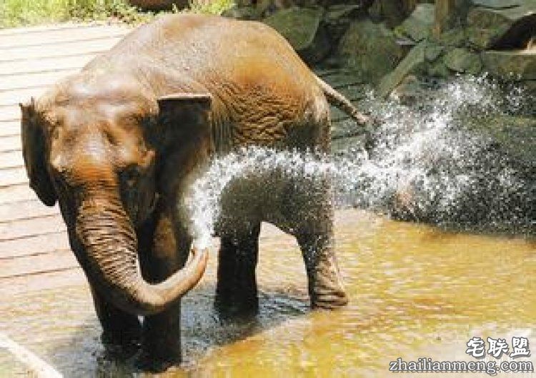 【真相帝】脑袋越大，打哈欠的时间就越长哦