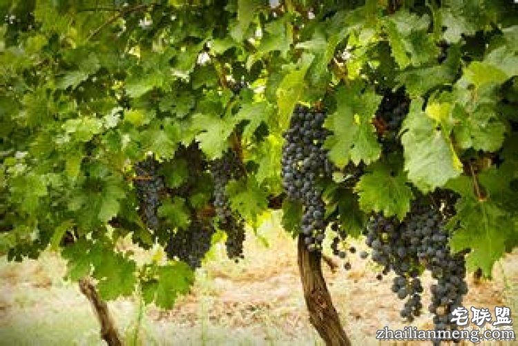 【真相帝】为什么“82年”的拉菲才是最好的？