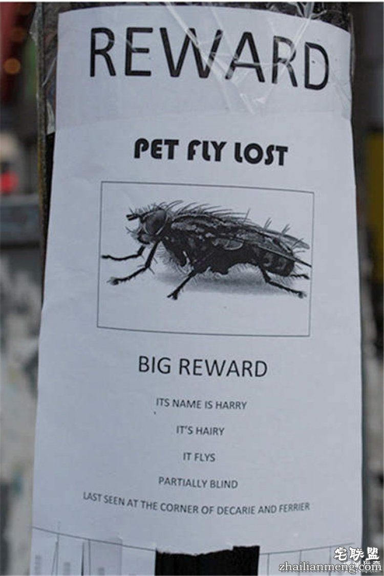 这些外国人太会玩，连找宠物的方式都这么奇特