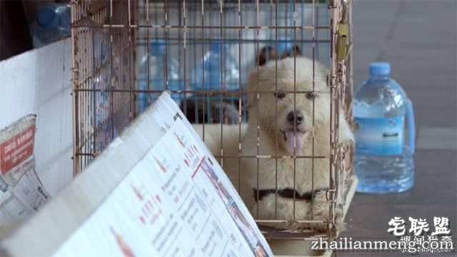 他离开家睡在街头，靠捡垃圾救了3000多条流浪狗