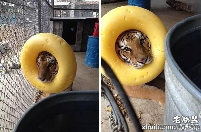 照片神吐槽，看着看着就笑了！