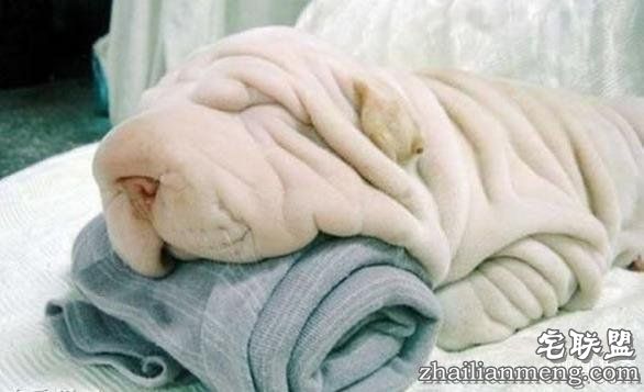 搞笑趣图：他们长得这么像, 真的不是故意的!