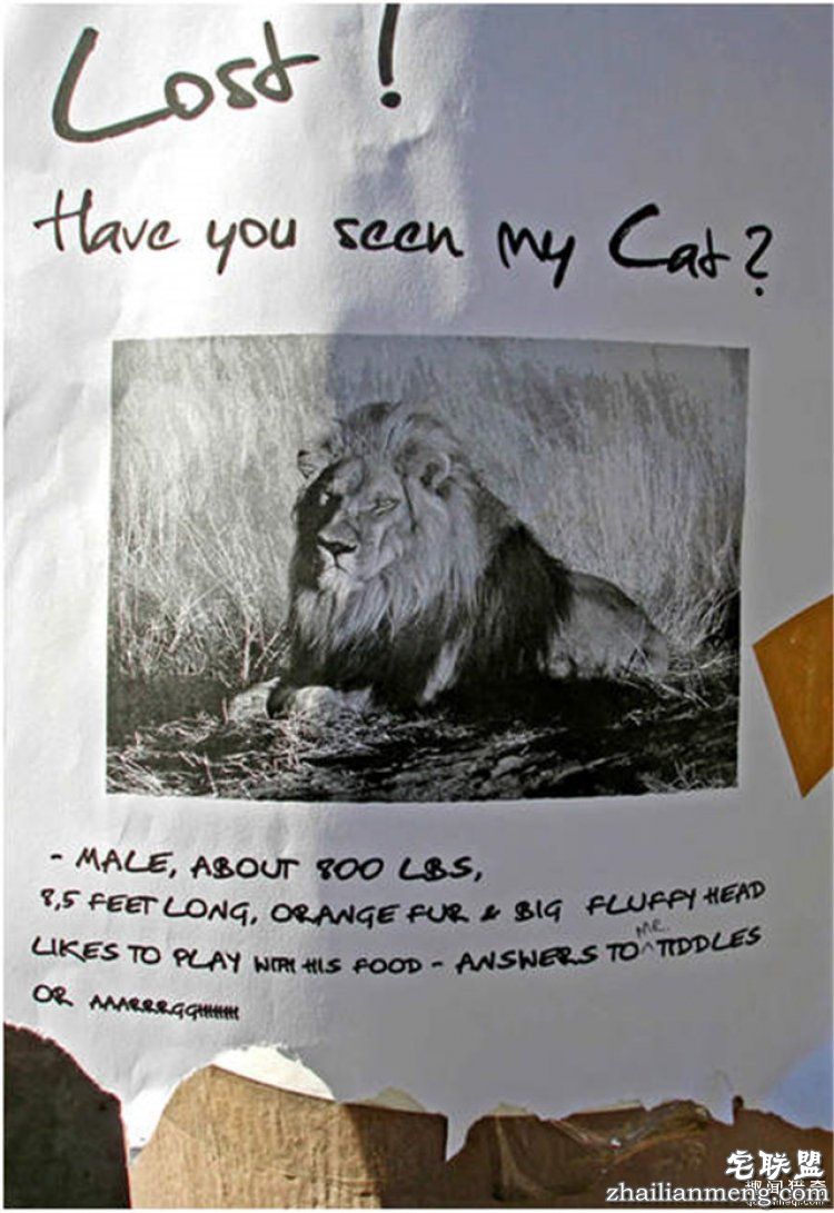 这些外国人太会玩，连找宠物的方式都这么奇特