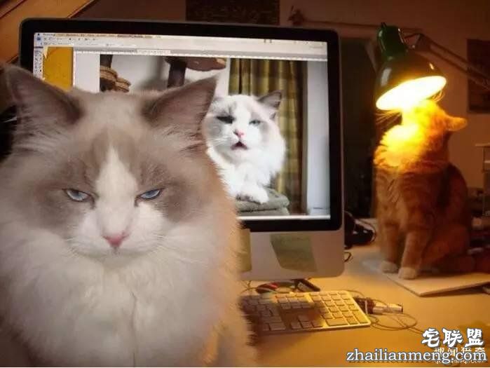 照片神吐槽，看着看着就笑了！