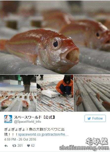 日本游乐园在熘冰场「埋5000隻死鱼」称世界首见，但恐怖血水画面让网友崩溃喊：「脑残吗?!」