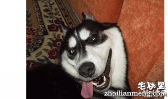 每个养哈士奇的主人，内心都住着一个喜剧之王