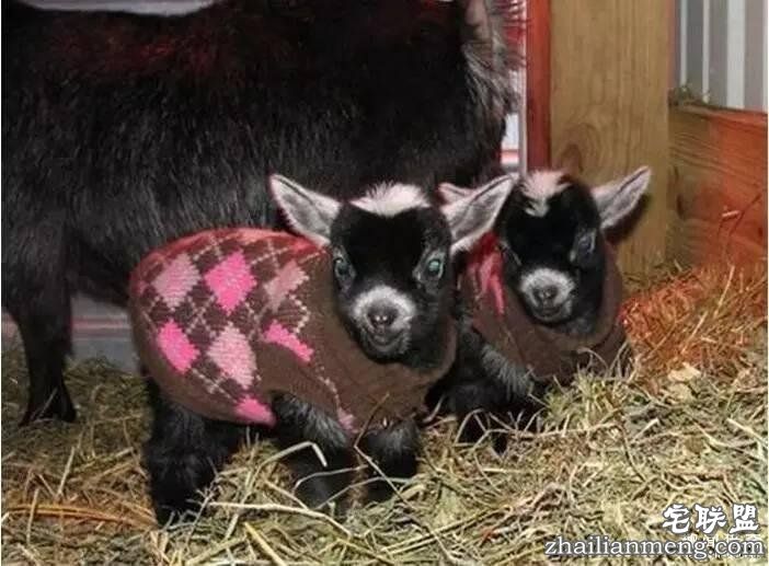 照片神吐槽，看着看着就笑了！