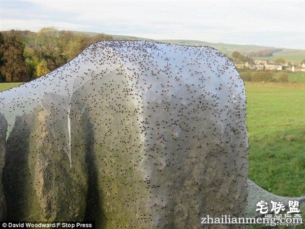 英国绵羊农场被上万蜘蛛入侵：变“盘丝洞”