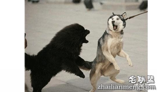 每个养哈士奇的主人，内心都住着一个喜剧之王