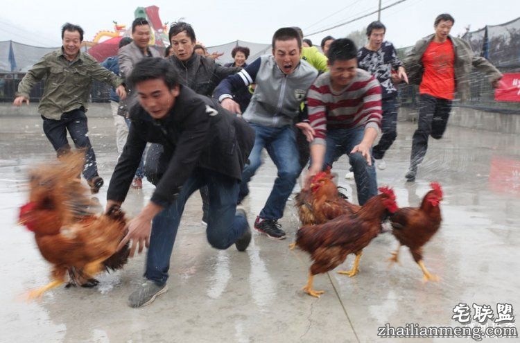 日本高薪招聘“抓鸡员”，只在深夜工作