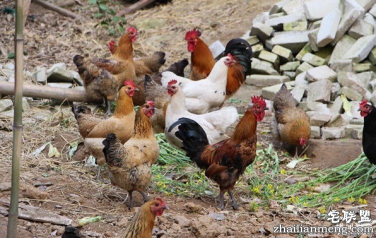 日本高薪招聘“抓鸡员”，只在深夜工作