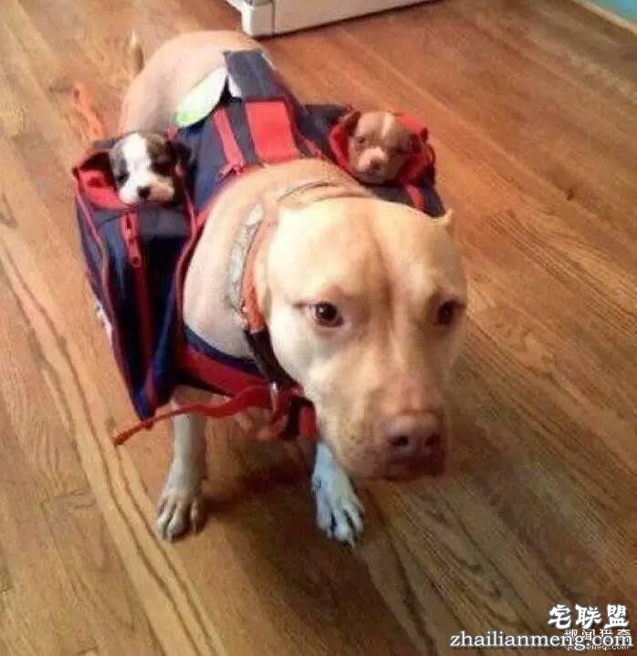 照片神吐槽，看着看着就笑了！