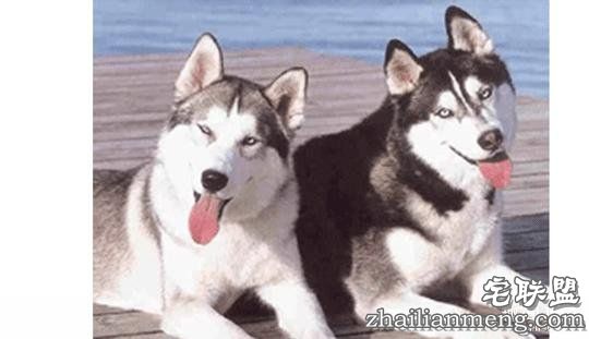 每个养哈士奇的主人，内心都住着一个喜剧之王