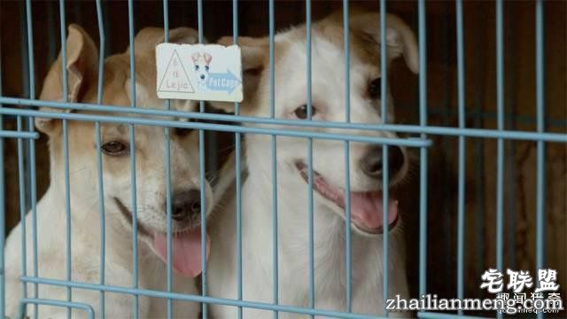 他离开家睡在街头，靠捡垃圾救了3000多条流浪狗