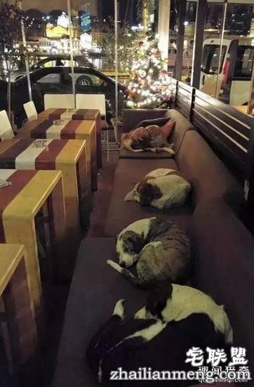 这20张照片, 证明生活还是很美好的！