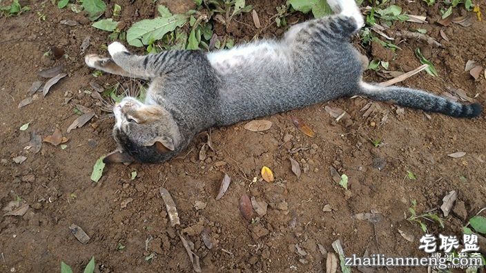 女主人离世一年，猫咪天天回到墓碑前守护过世主人--趣味说