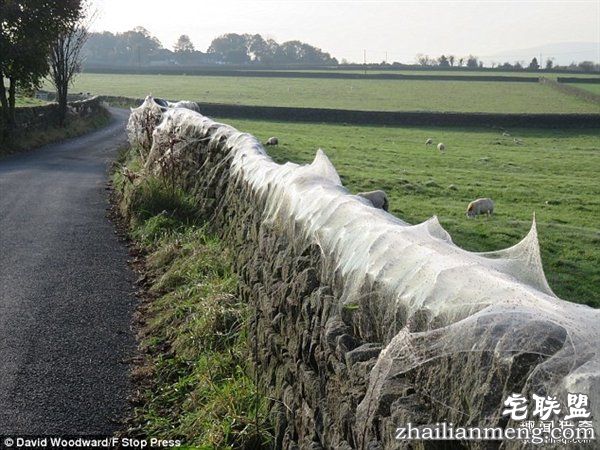 英国绵羊农场被上万蜘蛛入侵：变“盘丝洞”