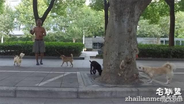 他离开家睡在街头，靠捡垃圾救了3000多条流浪狗