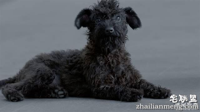 他离开家睡在街头，靠捡垃圾救了3000多条流浪狗