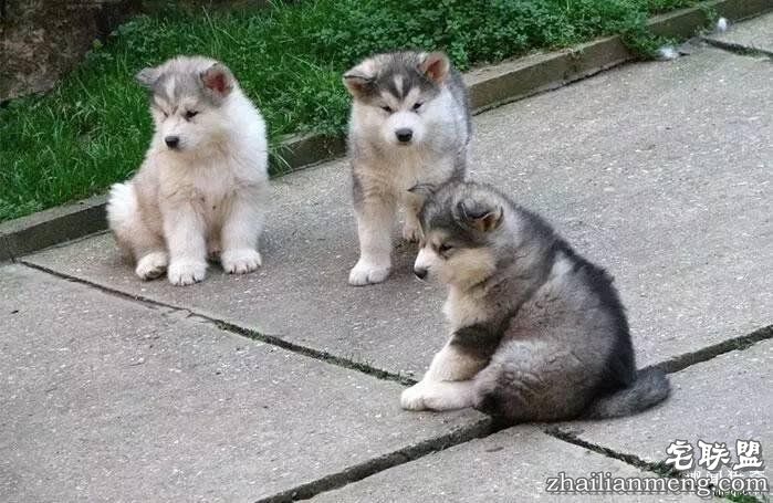 照片神吐槽，看着看着就笑了！