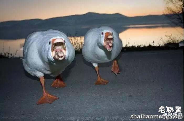 照片神吐槽，看着看着就笑了！