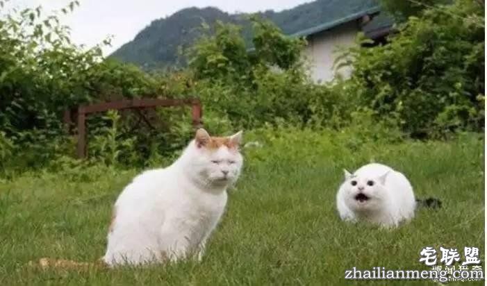 照片神吐槽，看着看着就笑了！