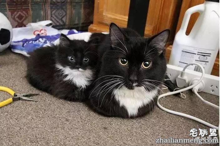 照片神吐槽，看着看着就笑了！