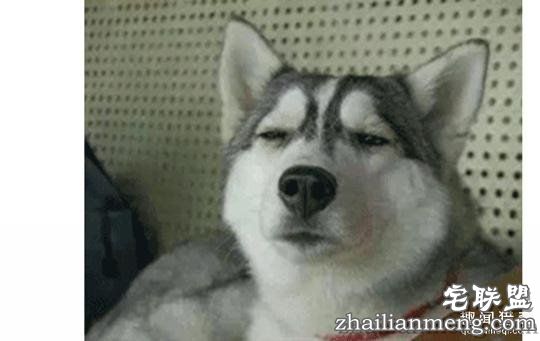 每个养哈士奇的主人，内心都住着一个喜剧之王