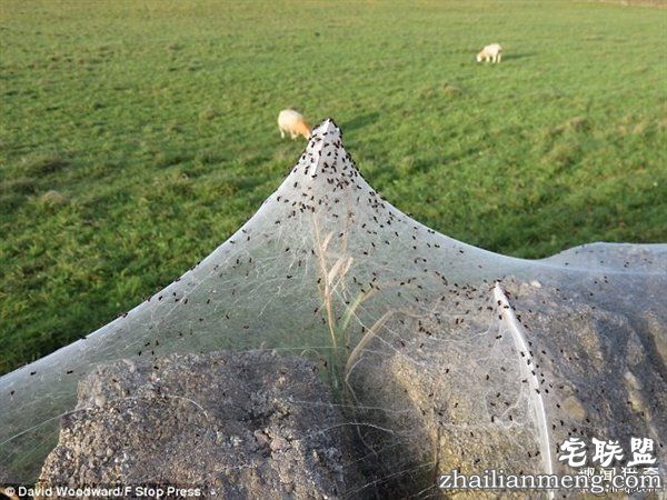 英国绵羊农场被上万蜘蛛入侵：变“盘丝洞”