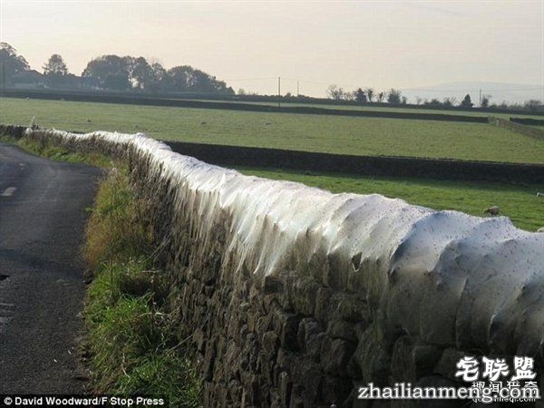 英国绵羊农场被上万蜘蛛入侵：变“盘丝洞”