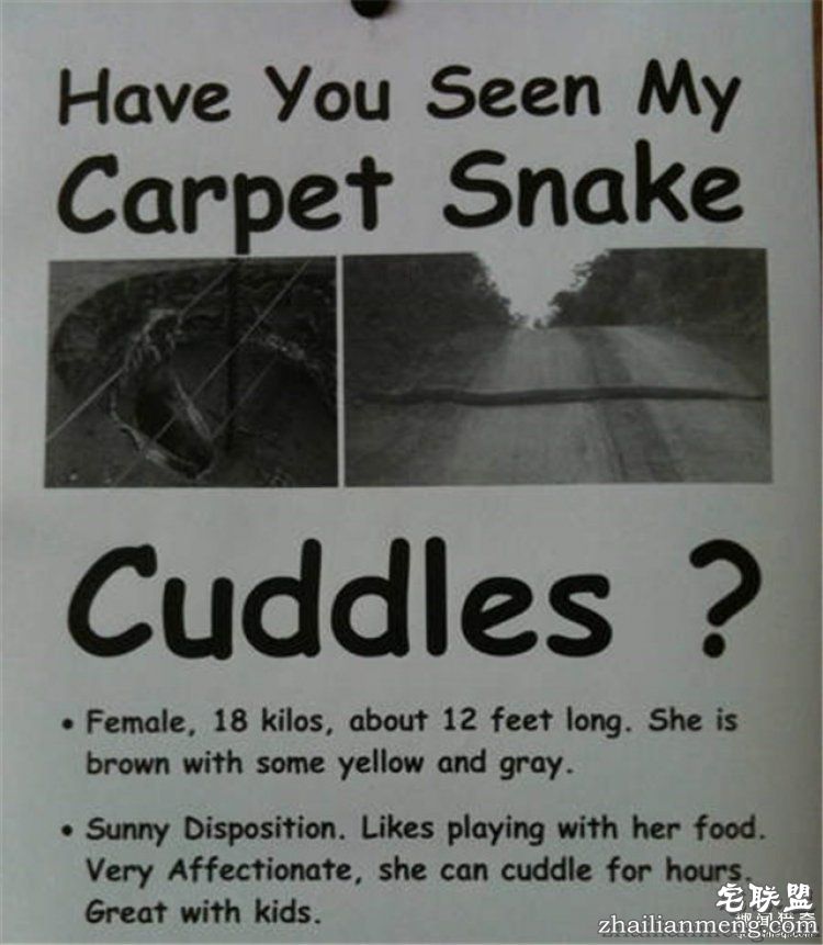 这些外国人太会玩，连找宠物的方式都这么奇特