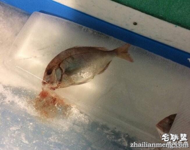 日本游乐园在熘冰场「埋5000隻死鱼」称世界首见，但恐怖血水画面让网友崩溃喊：「脑残吗?!」