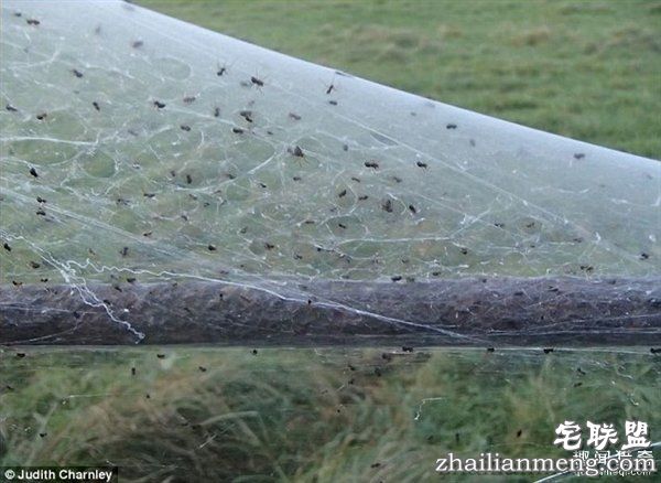 英国绵羊农场被上万蜘蛛入侵：变“盘丝洞”