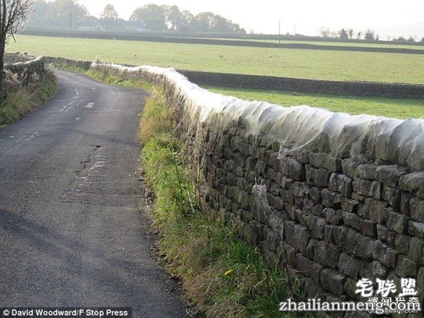 英国绵羊农场被上万蜘蛛入侵：变“盘丝洞”