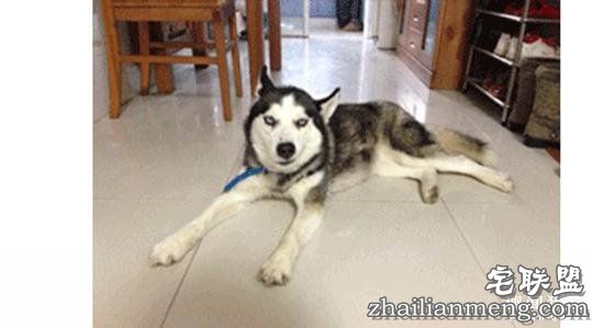 每个养哈士奇的主人，内心都住着一个喜剧之王