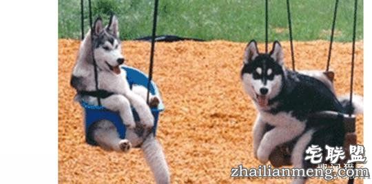 每个养哈士奇的主人，内心都住着一个喜剧之王