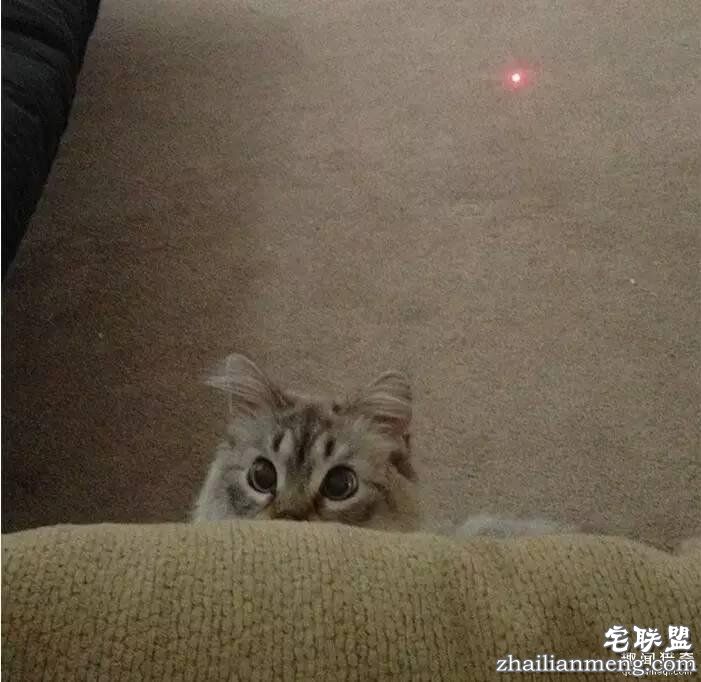 照片神吐槽，看着看着就笑了！