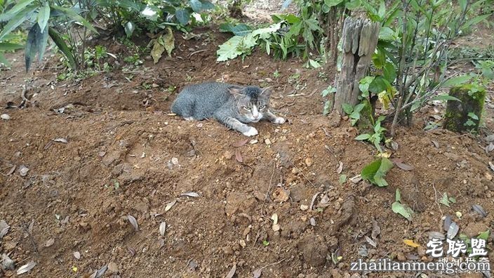 女主人离世一年，猫咪天天回到墓碑前守护过世主人--趣味说