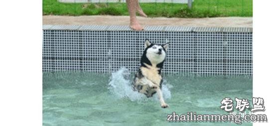 每个养哈士奇的主人，内心都住着一个喜剧之王