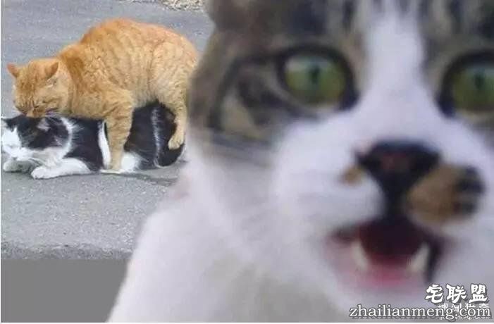 照片神吐槽，看着看着就笑了！