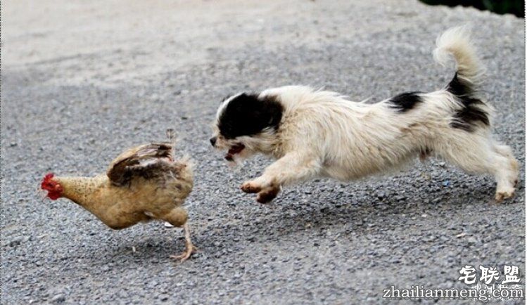 日本高薪招聘“抓鸡员”，只在深夜工作