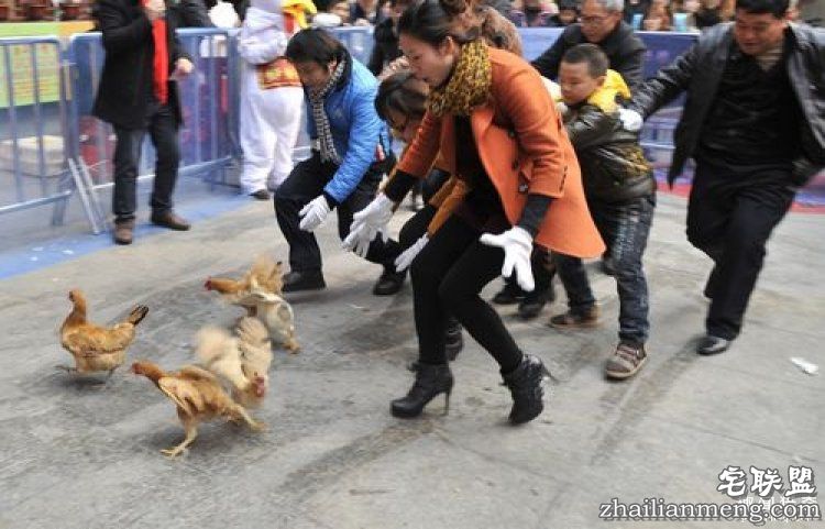 日本高薪招聘“抓鸡员”，只在深夜工作